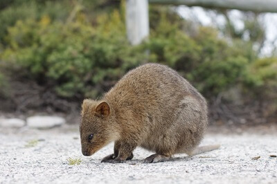 Quokka