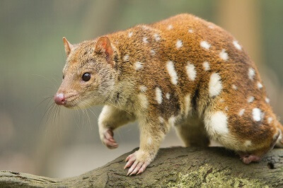 Quoll