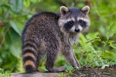 Raccoon