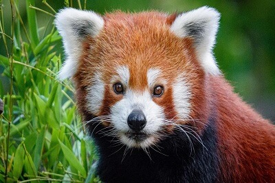 Red Panda