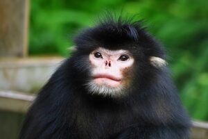 Rhinopithecus strykeri (Bald-Headed Snub-Nosed Monkey)