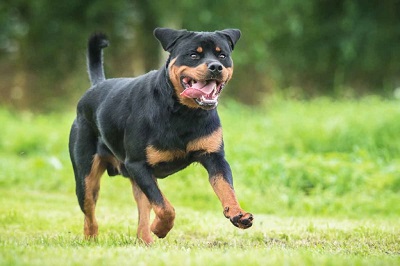 Rottweiler