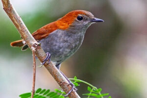 Ryukyu Robin (Larvivora komadori) 