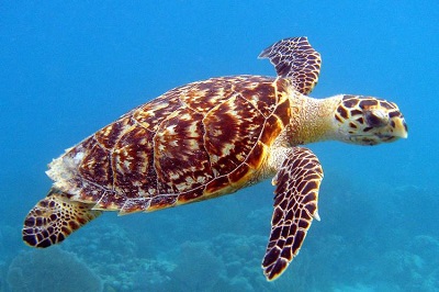 Sea Turtle