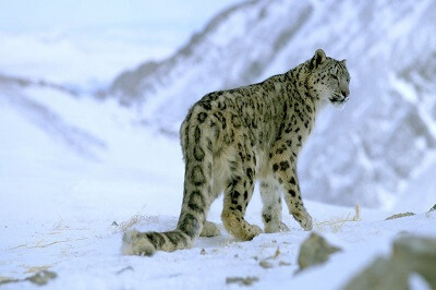 Snow Leopard