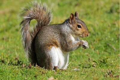 Squirrel