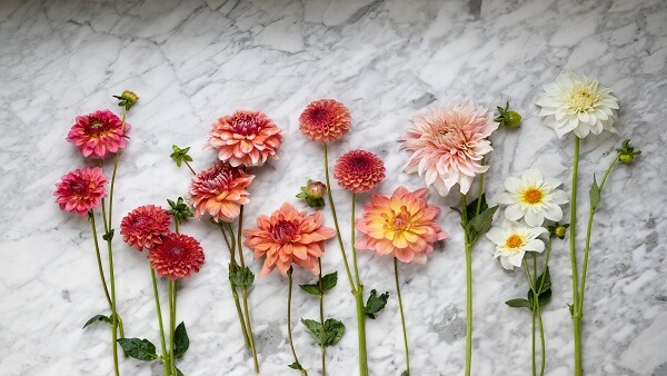 Summer Flowers for Your Bouquet