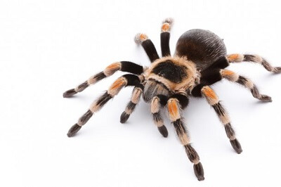 Tarantula