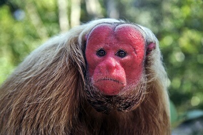 Uakari