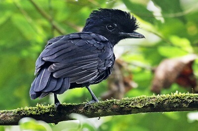 Umbrellabird