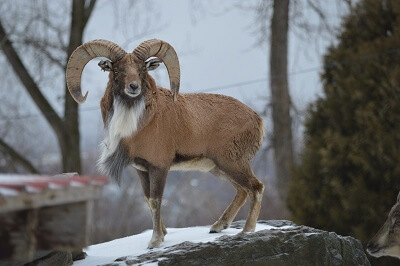 Urial