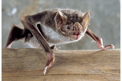 Vampire Bat