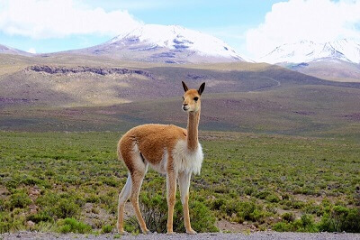 Vicuña