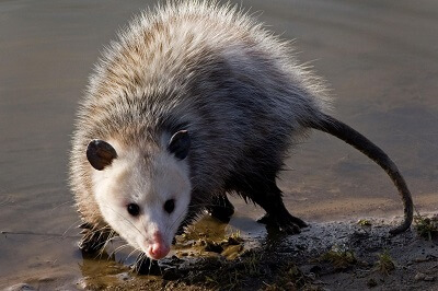 Virginia Opossum