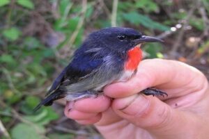 Wakatobi Flowerpecker