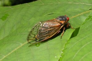 Wuling cicada