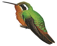 Xantus's Hummingbird