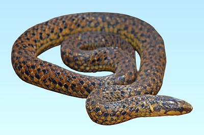 Xylophis Snake