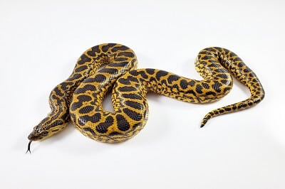 Yellow Anaconda