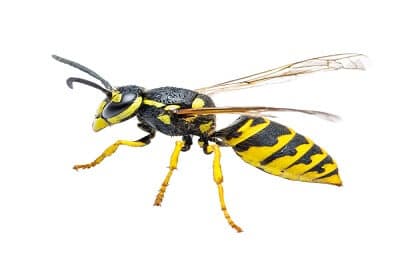 Yellow Jacket