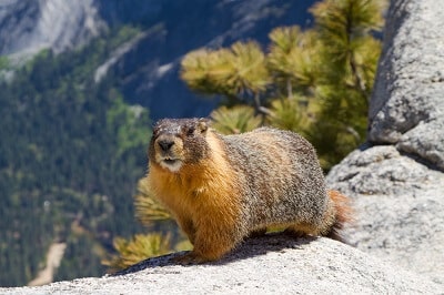 Yellow-bellied Marmot