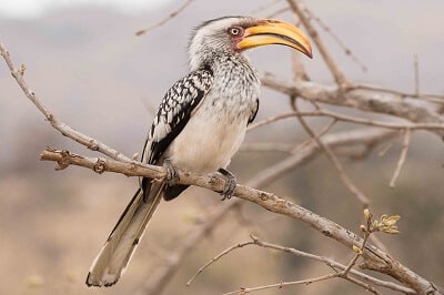 Yellow-billed Hornbill