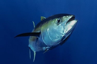 Yellowfin Tuna