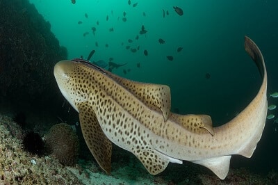 Zebra Shark