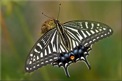 xuthus swallowtail