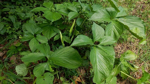 Xanthosoma
