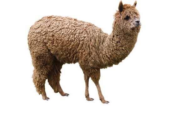 alpaca