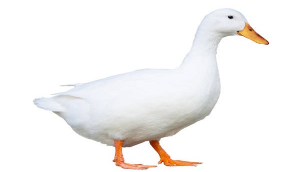 duck