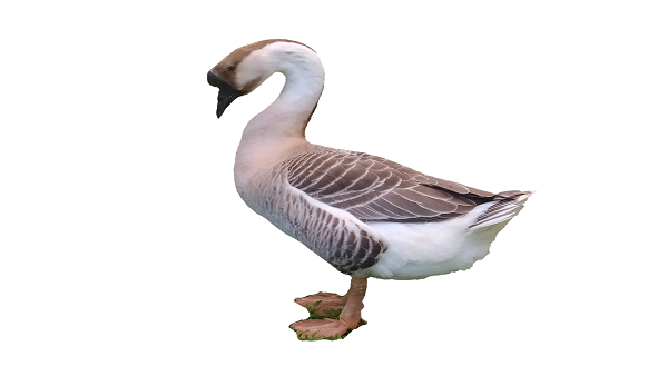 goose