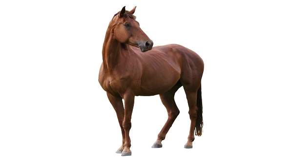 horse