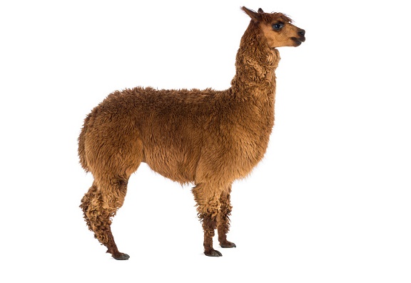 Llama