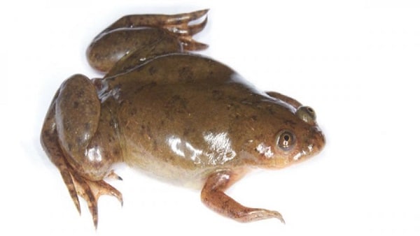 xenopus