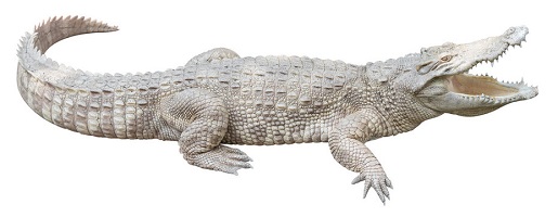 Albino Alligator