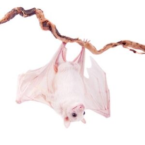 Albino bat