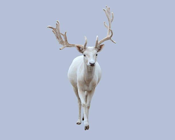 Albino deer