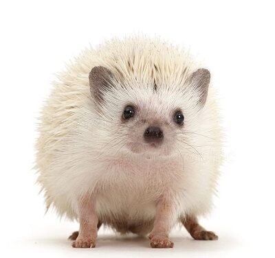 Albino Hedgehog