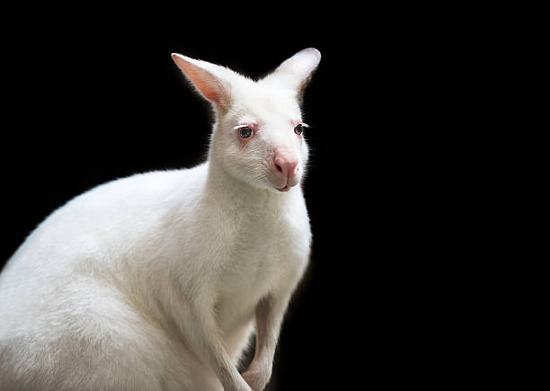 Albino Kangaroo