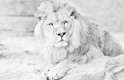 Albino Lion