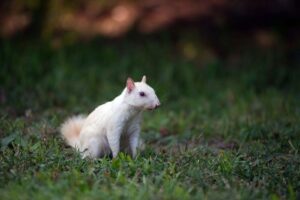 Albino Squirrel