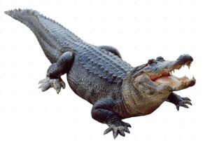 American Alligator