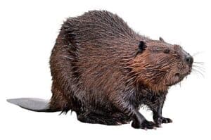 American Beaver 