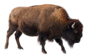 American Bison