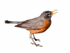 American Robin