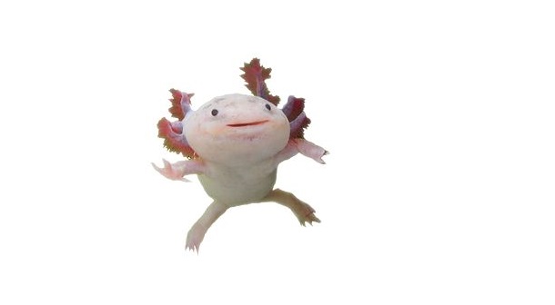 Axolotl