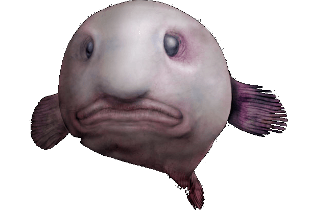 Blobfish 