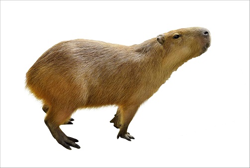 Capybara